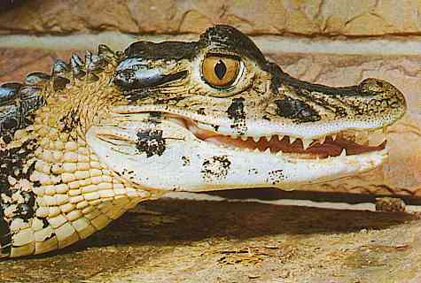 Kaaiman-TR-Dwarf_Caiman-by_Trudie_Waltman.jpg