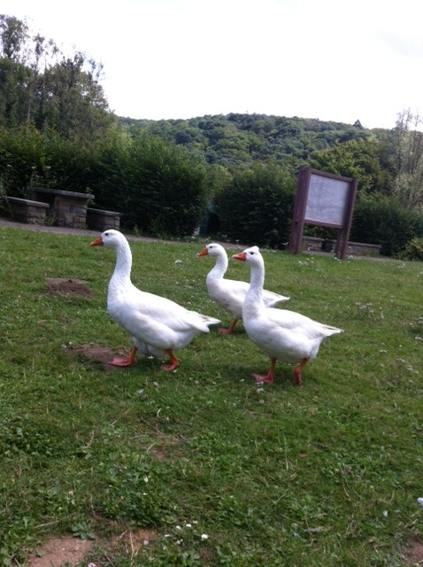 Ardennen1.jpg