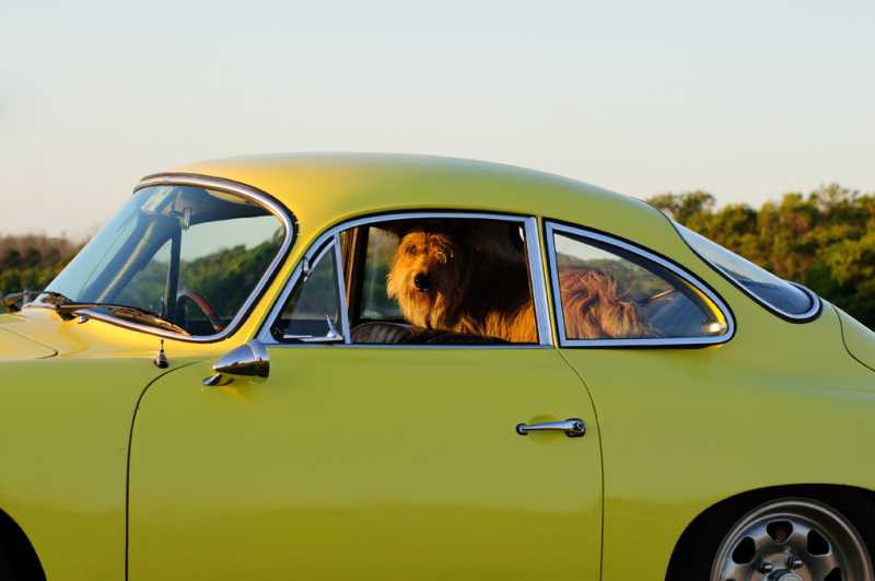 DogPorsche.jpg