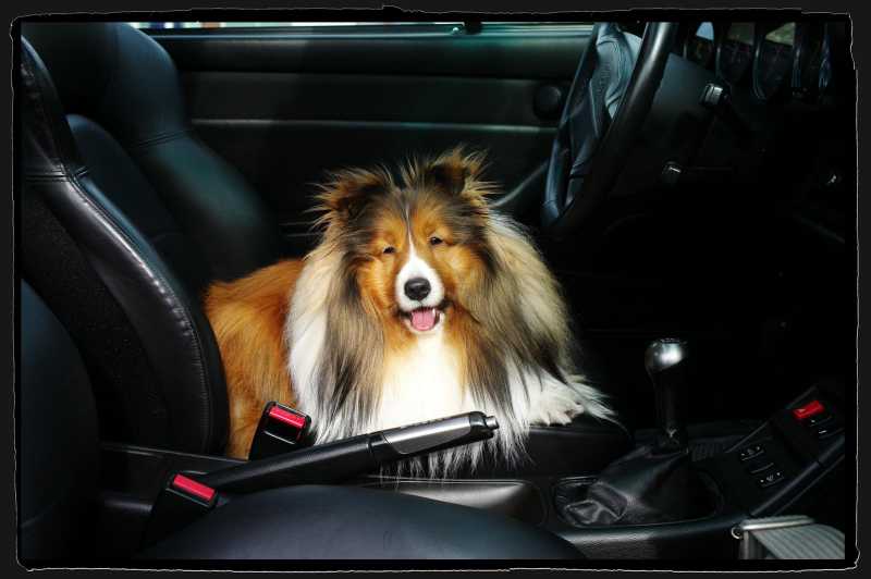 ShetlandSheepdog.jpg