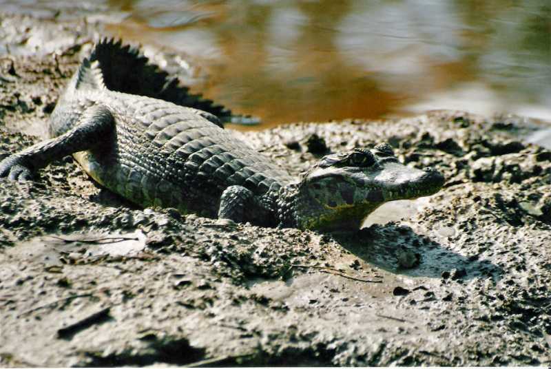 Caiman_yacare.jpg